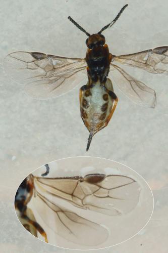 Réf. 216 608 : Bracon hebetor